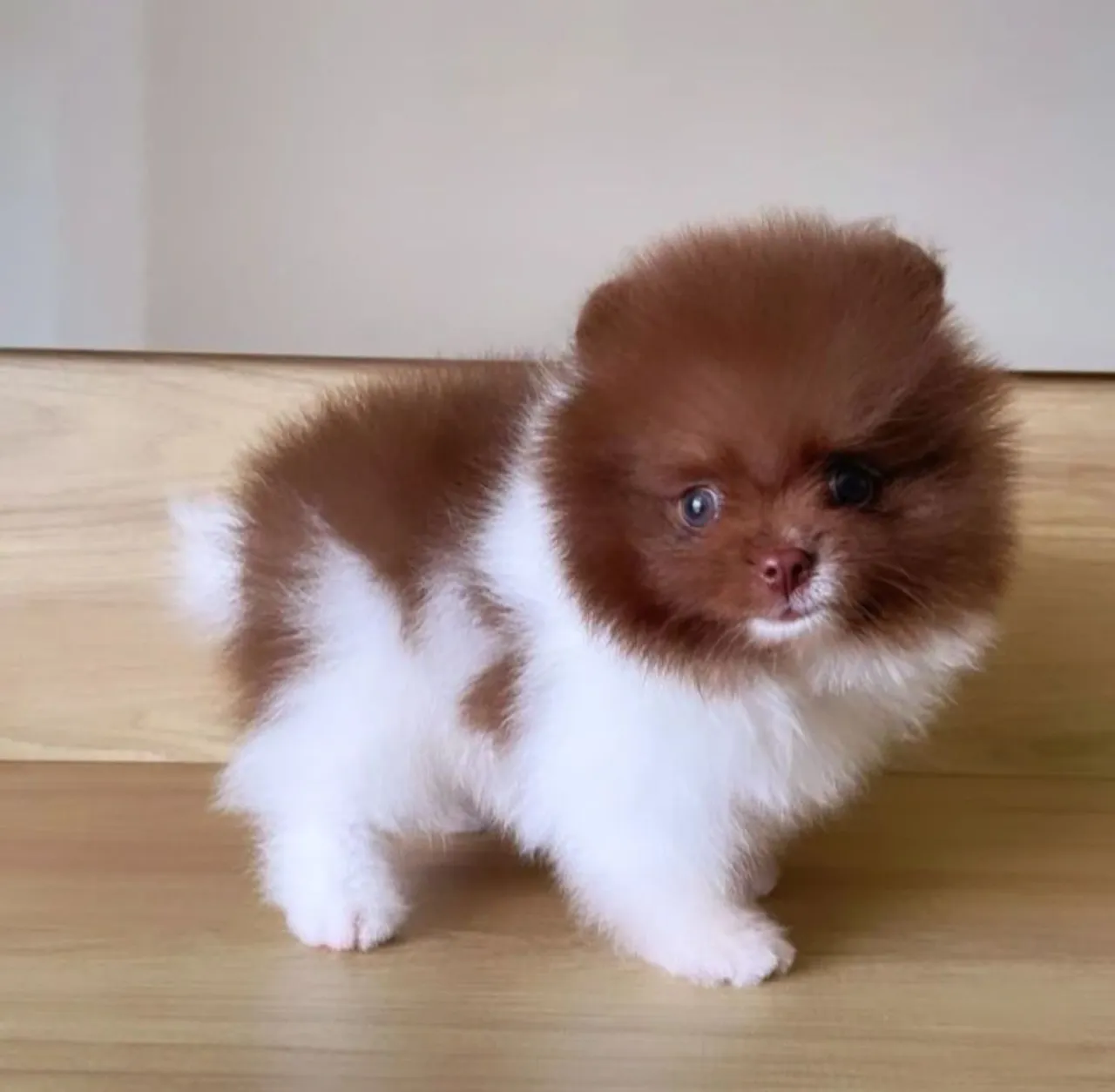 Ursinhos Chocolate Olhinhos Verdes Lulu da Pomerânia