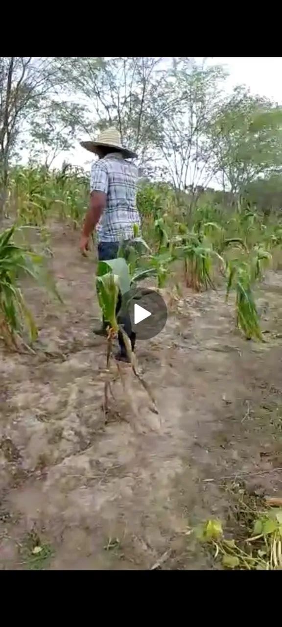 12 tarefas+ casa avenda  - Foto 6