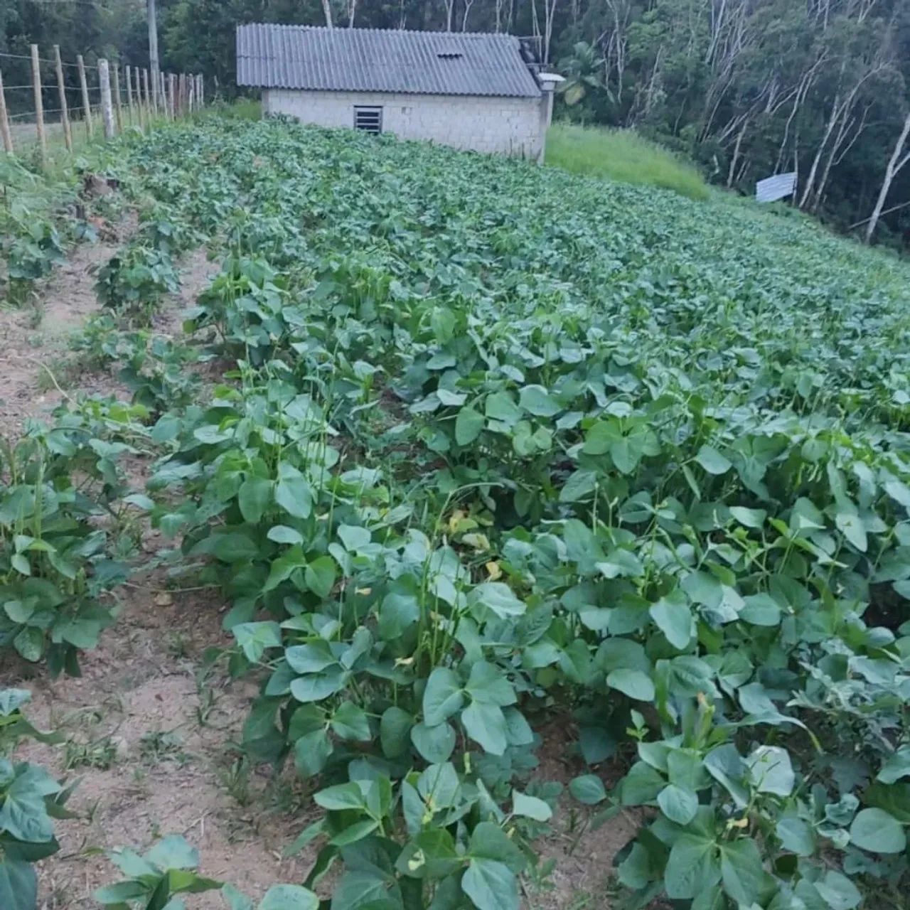 Sítio com casa e pomar em área verde