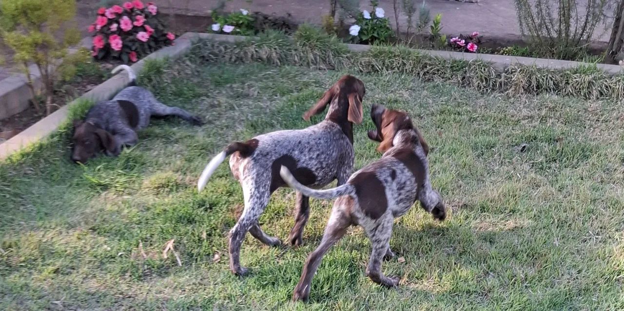 Vendo Filhotes Braco/Pointer Alemão  - Foto 5