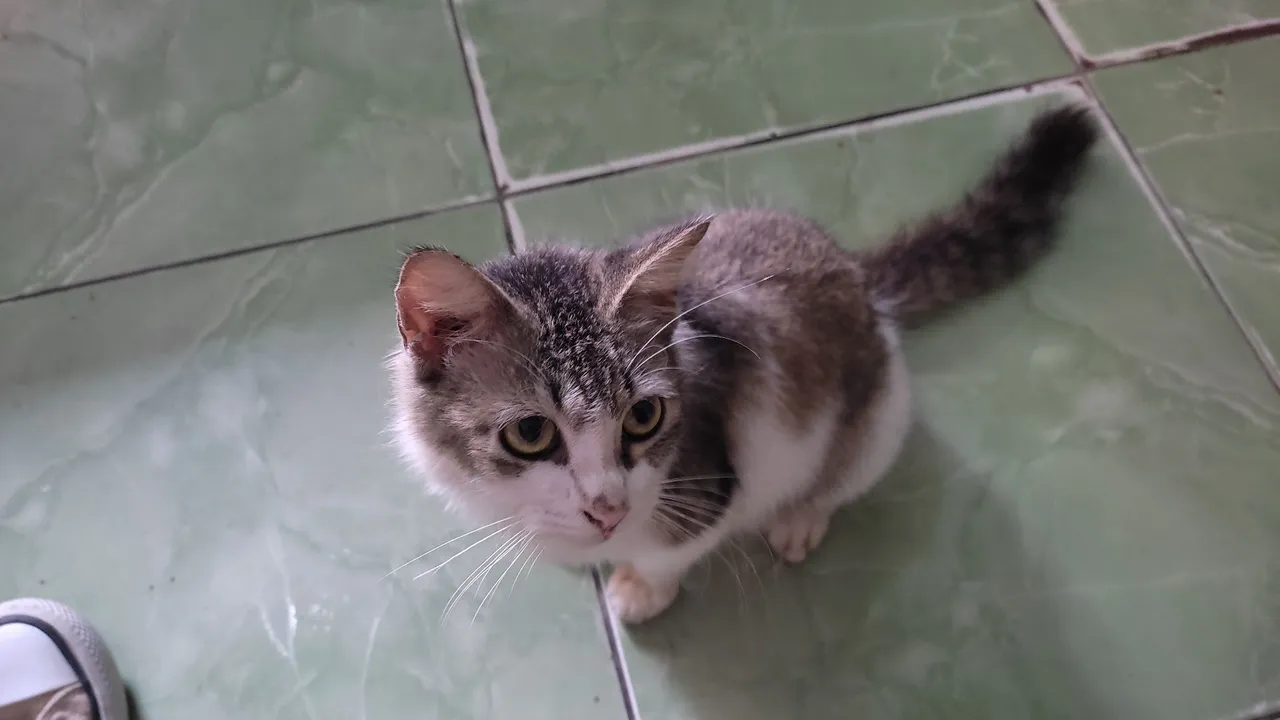 Doação de gatinha fêmea