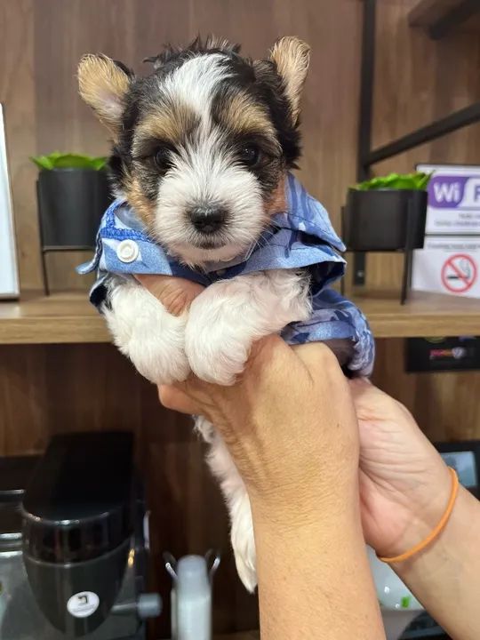 Yorkshire Tricolor Mini - Um filhote exclusivo para quem ama sofisticação!