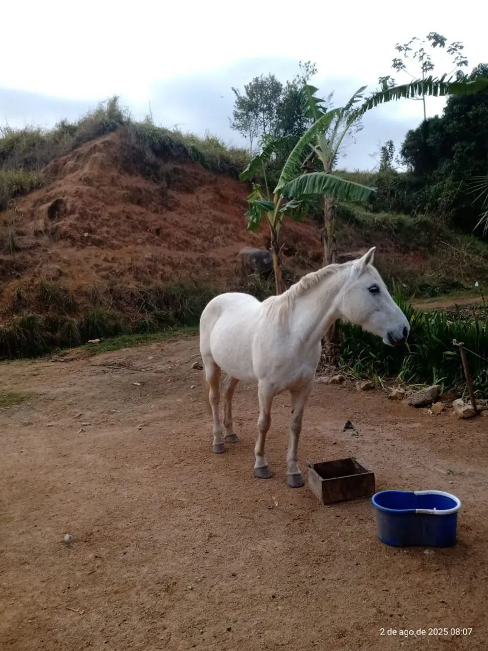 Égua de todal confiança  - Foto 2