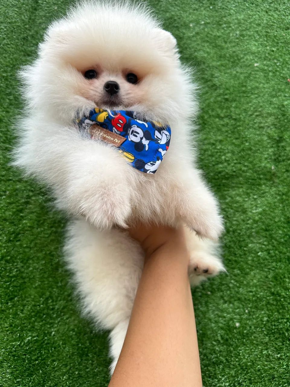 Lulu da pomerania de altíssima qualidade  - Foto 2