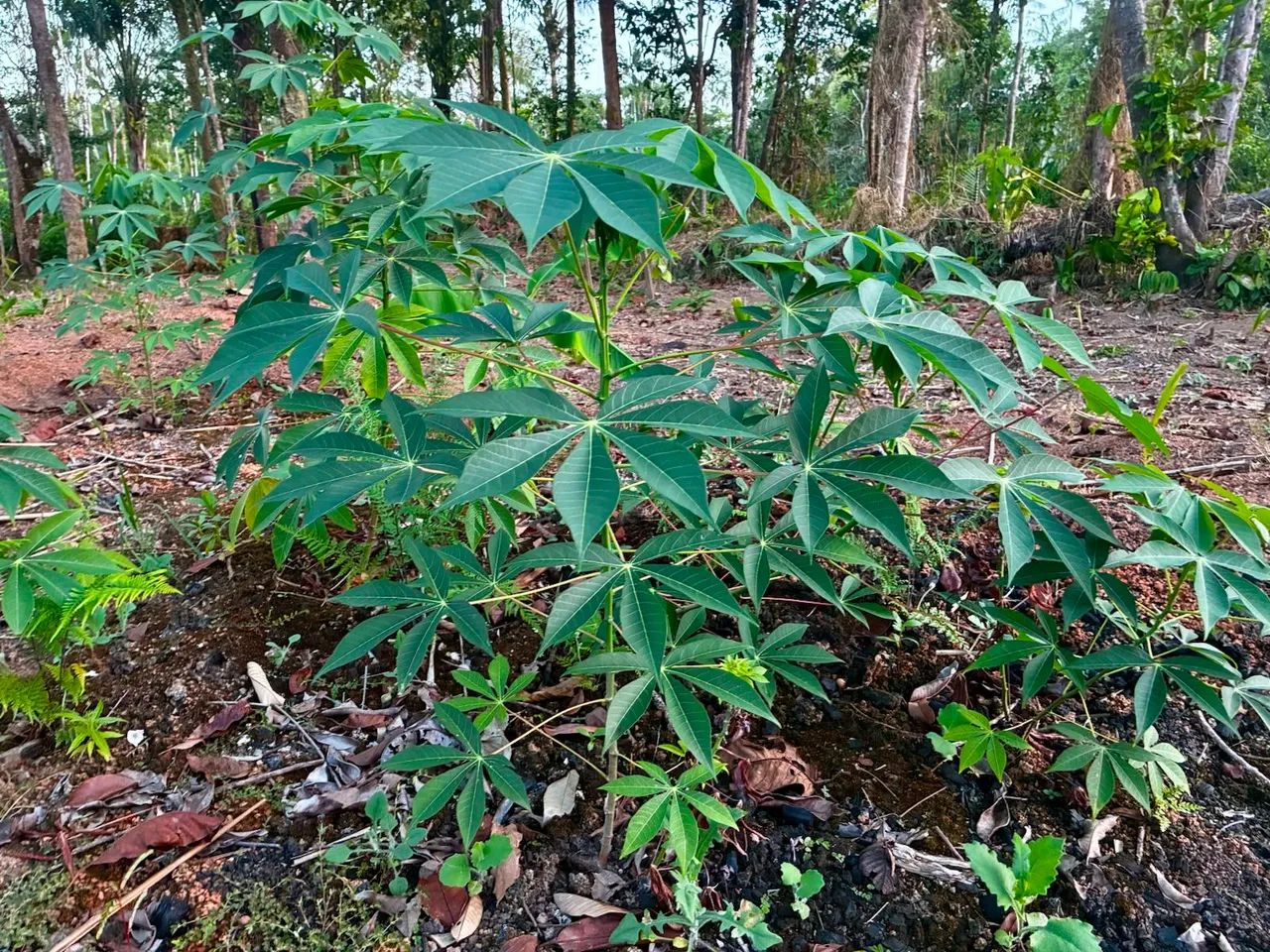 Rio pantãnarir  - Foto 2