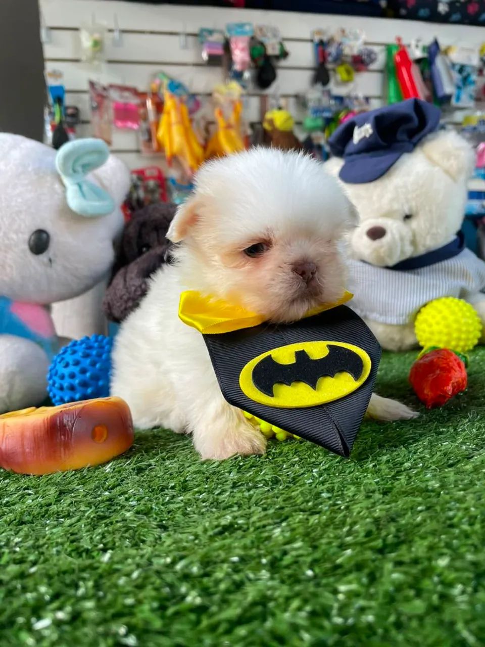 Shihtzu macho micro  - Foto 2