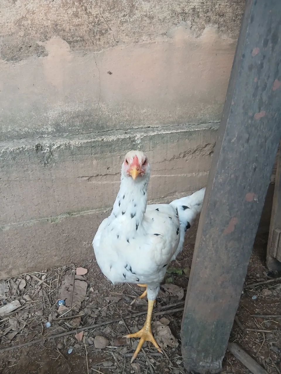 Franga caipira  - Foto 2
