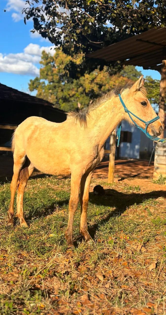 Potro loiro lindo - Foto 4