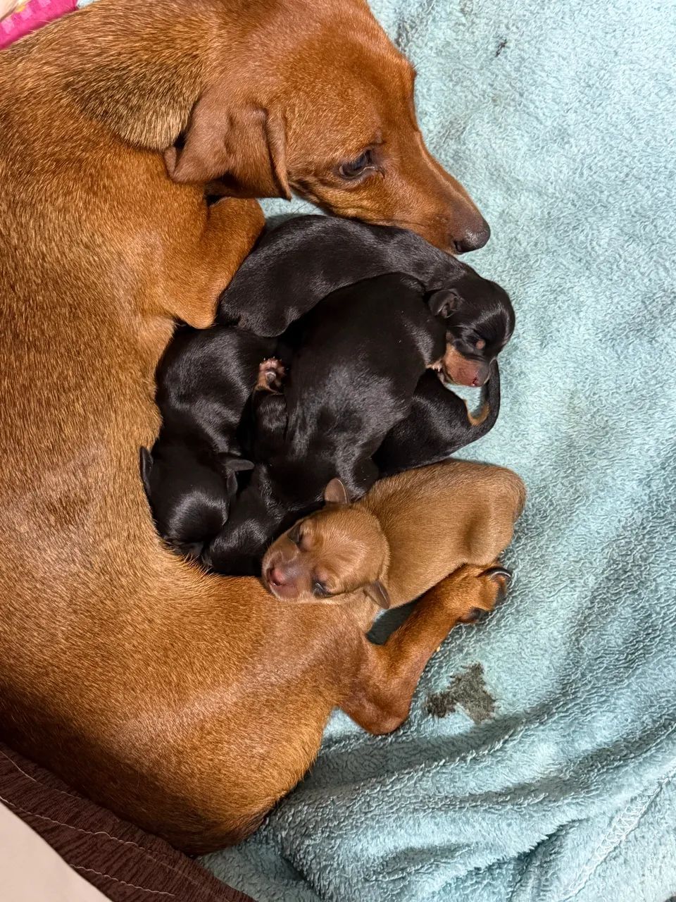 Dachshund  - Foto 3