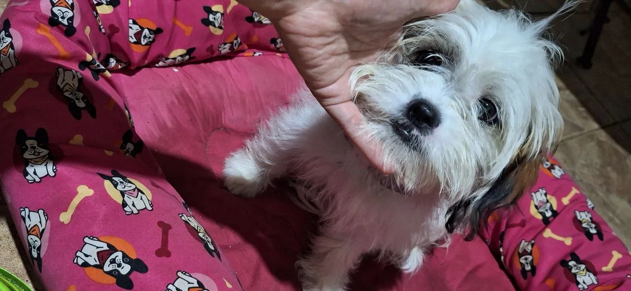 Doação responsável - Cachorra Shih Tzu - Foto 4