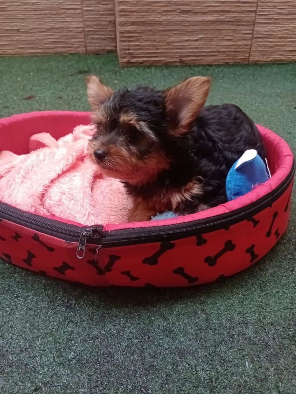 Yorkshire fêmea com 90 dias. 02 Vacinas em 10x - Foto 3