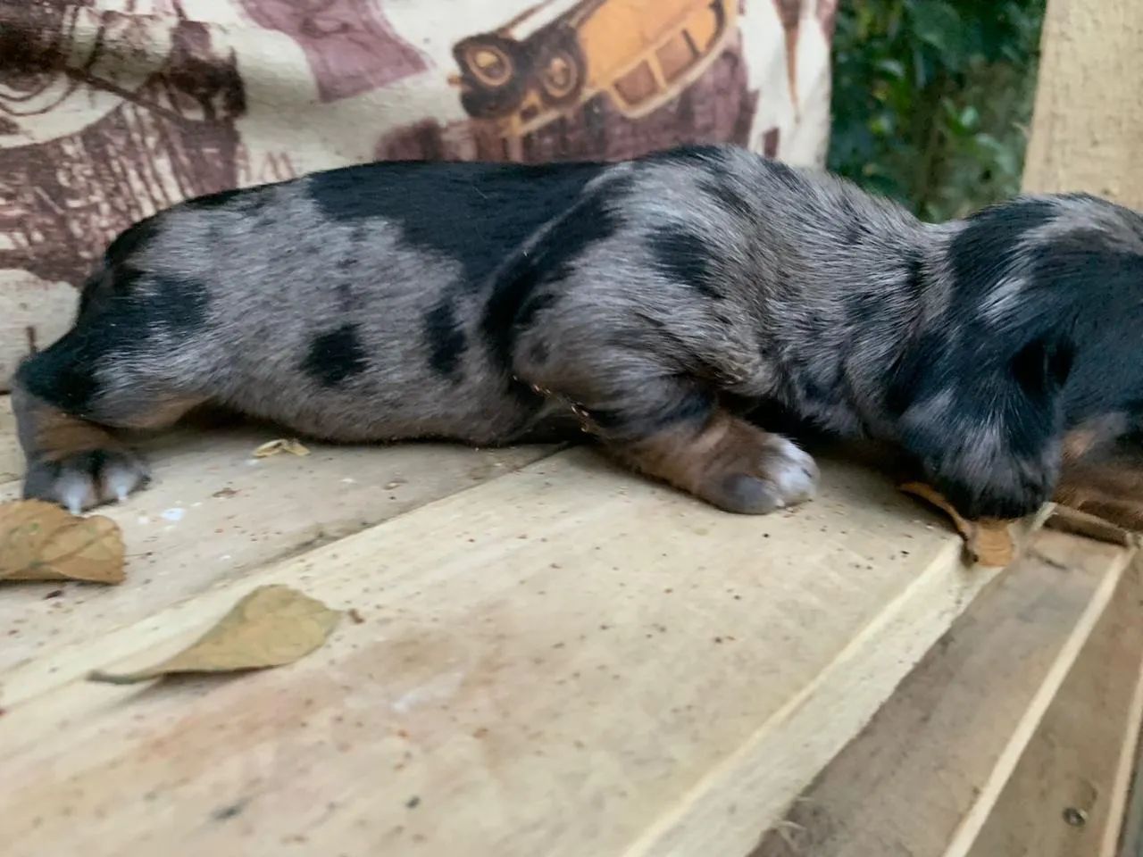 Daschund mini - Foto 2