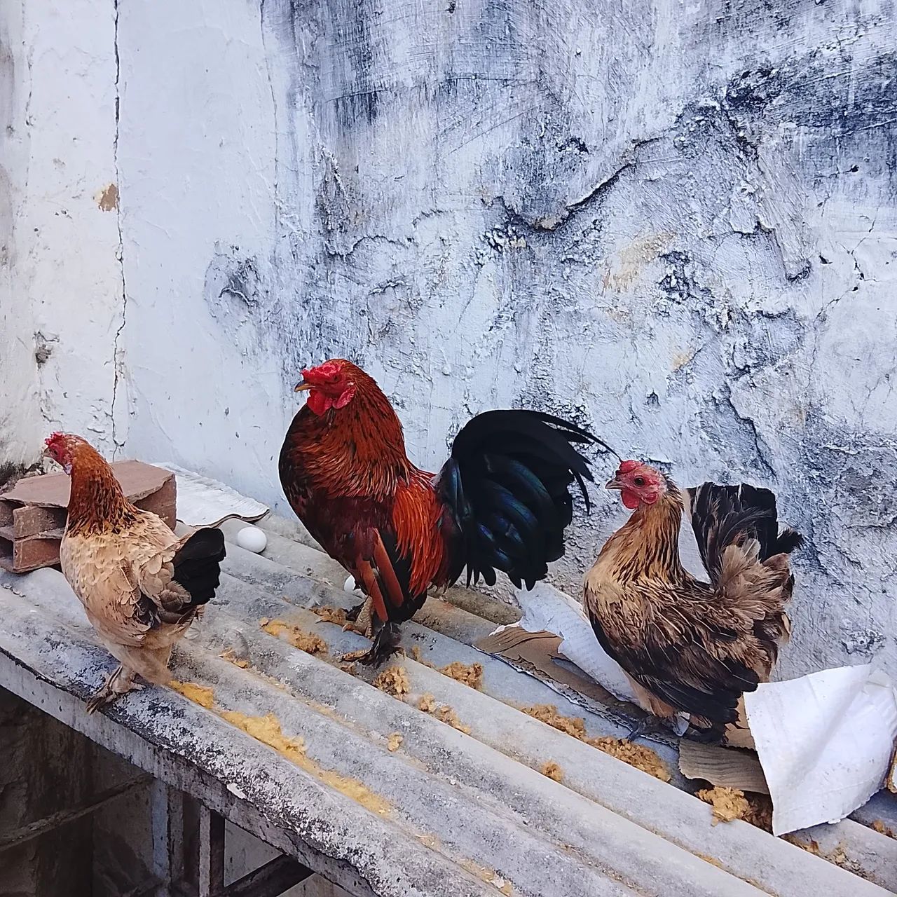 Galinhas garnisé e pato - Foto 3