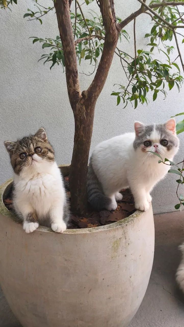 Raça Exotic Shorthair  - Foto 4