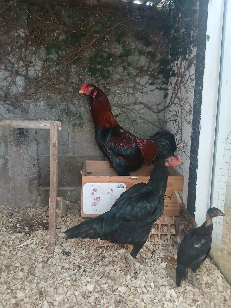 Galo e galinha inguesa 