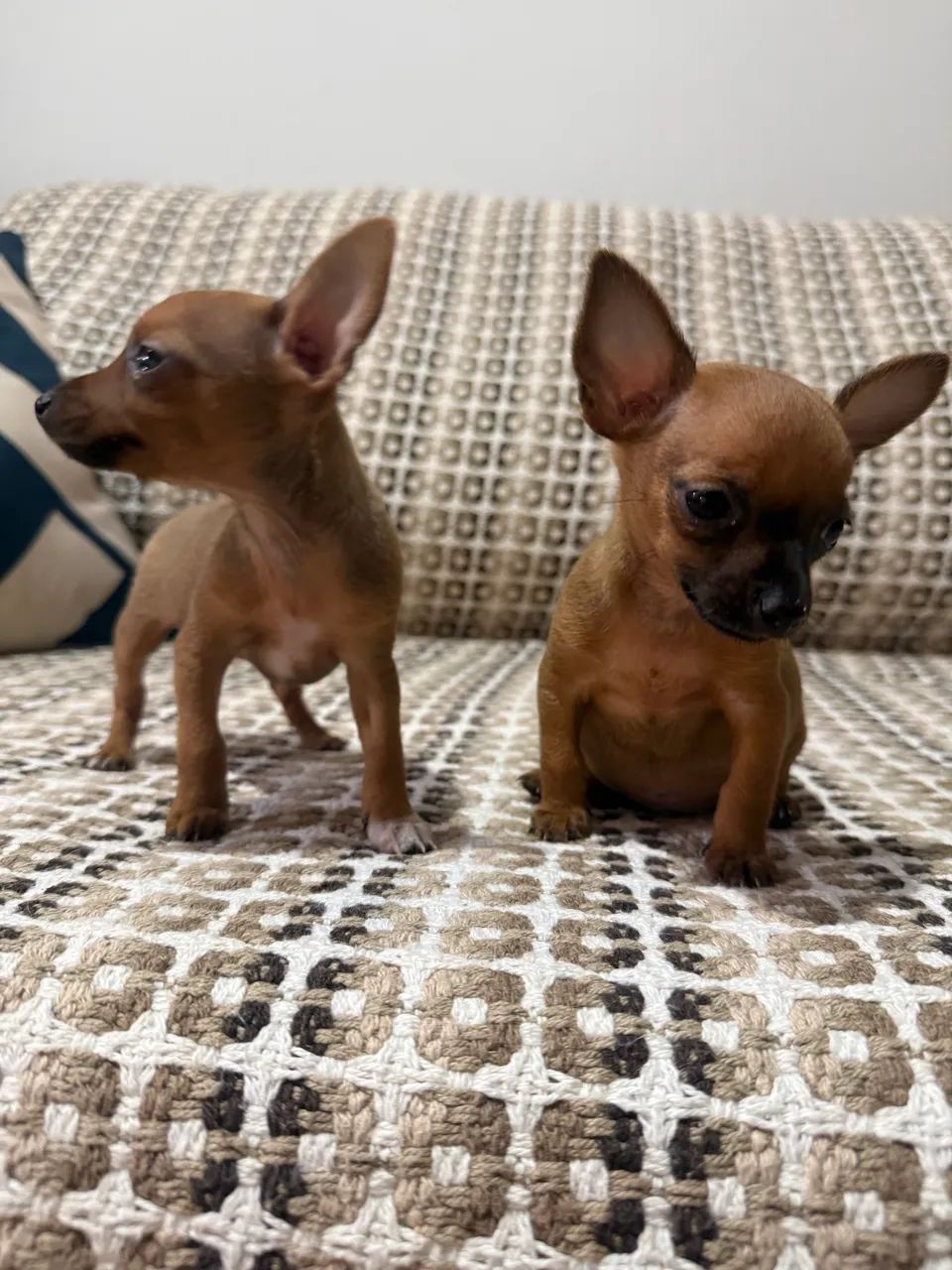 Pinscher zero fêmea e macho  - Foto 3