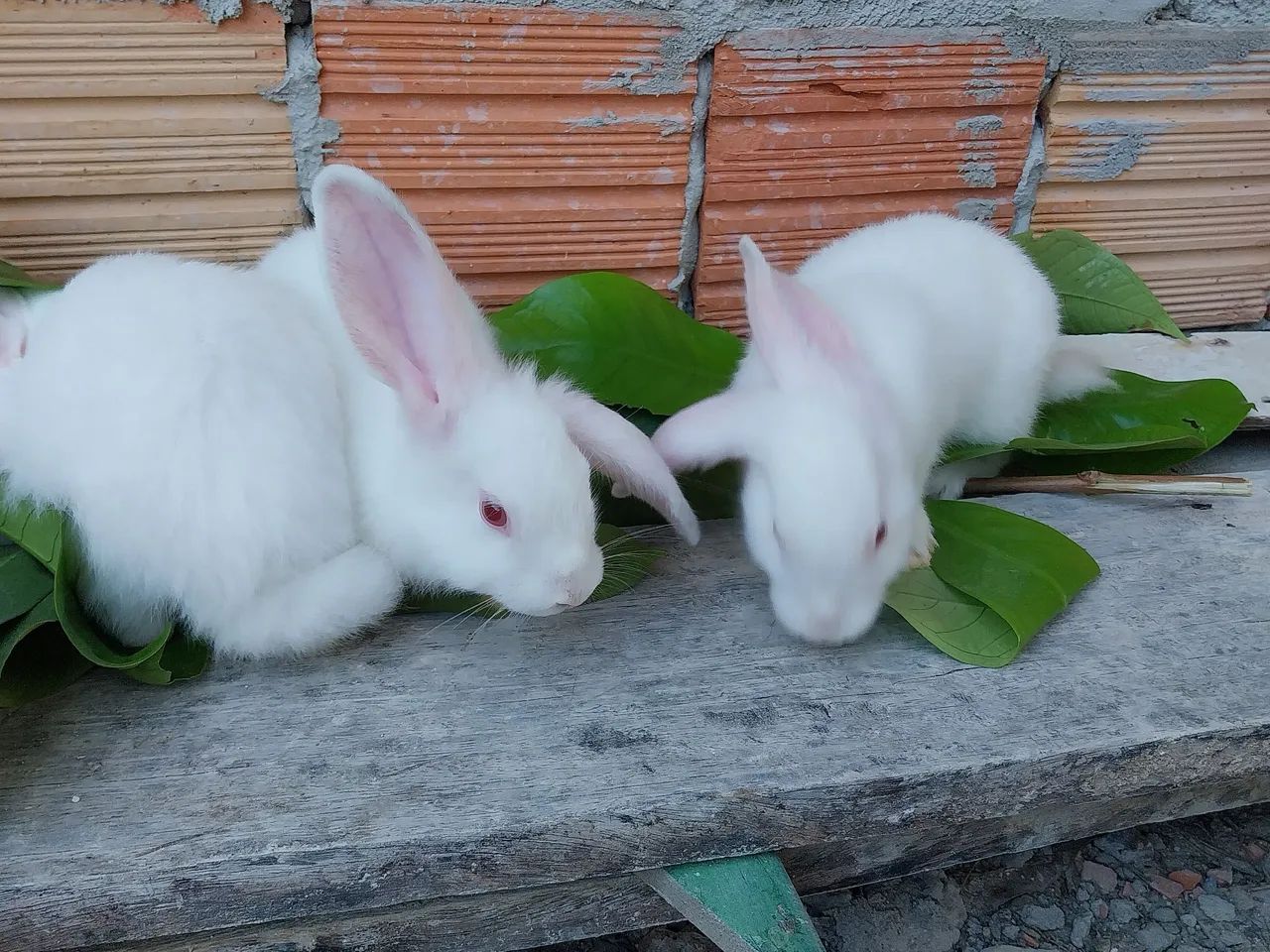 Coelhos