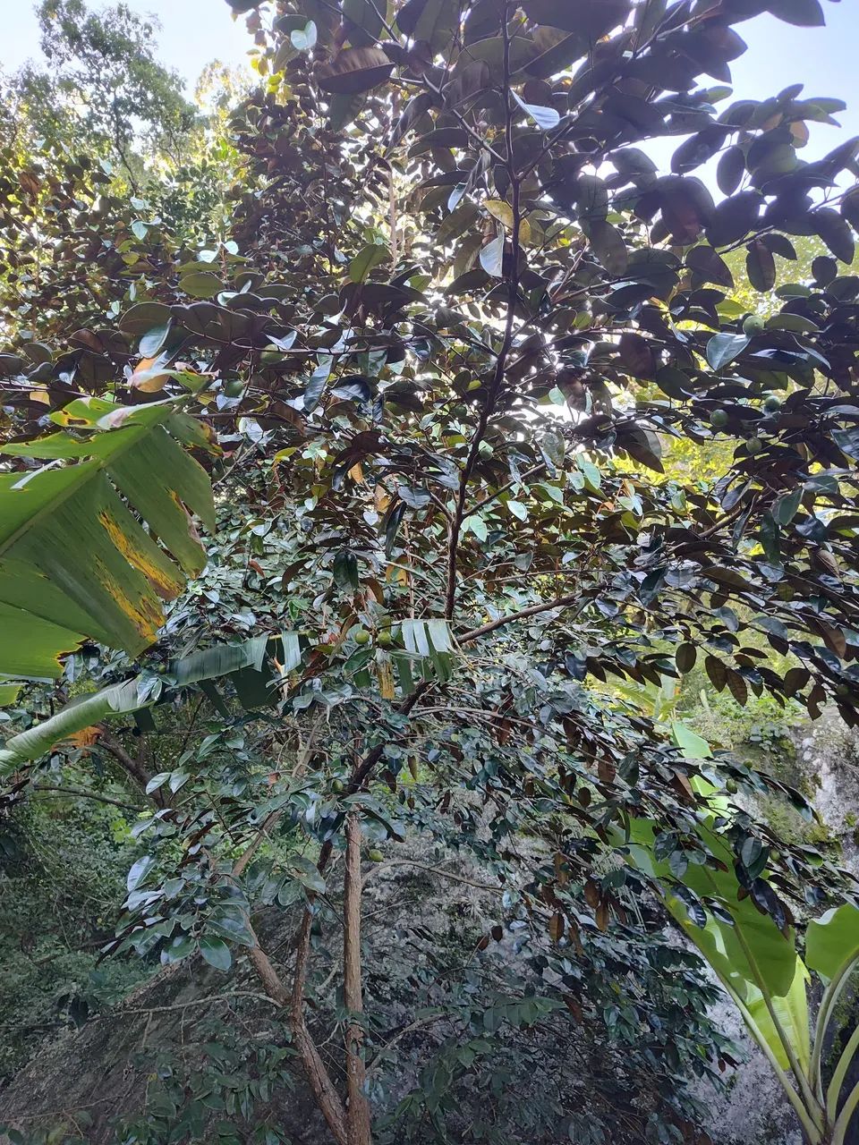 Vende se Uma Chácara. - Foto 3