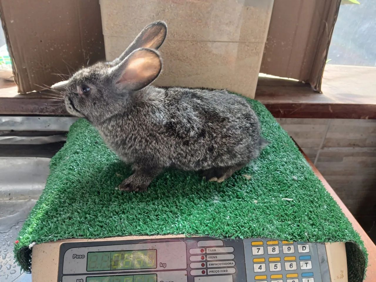 Coelhos  - Foto 4
