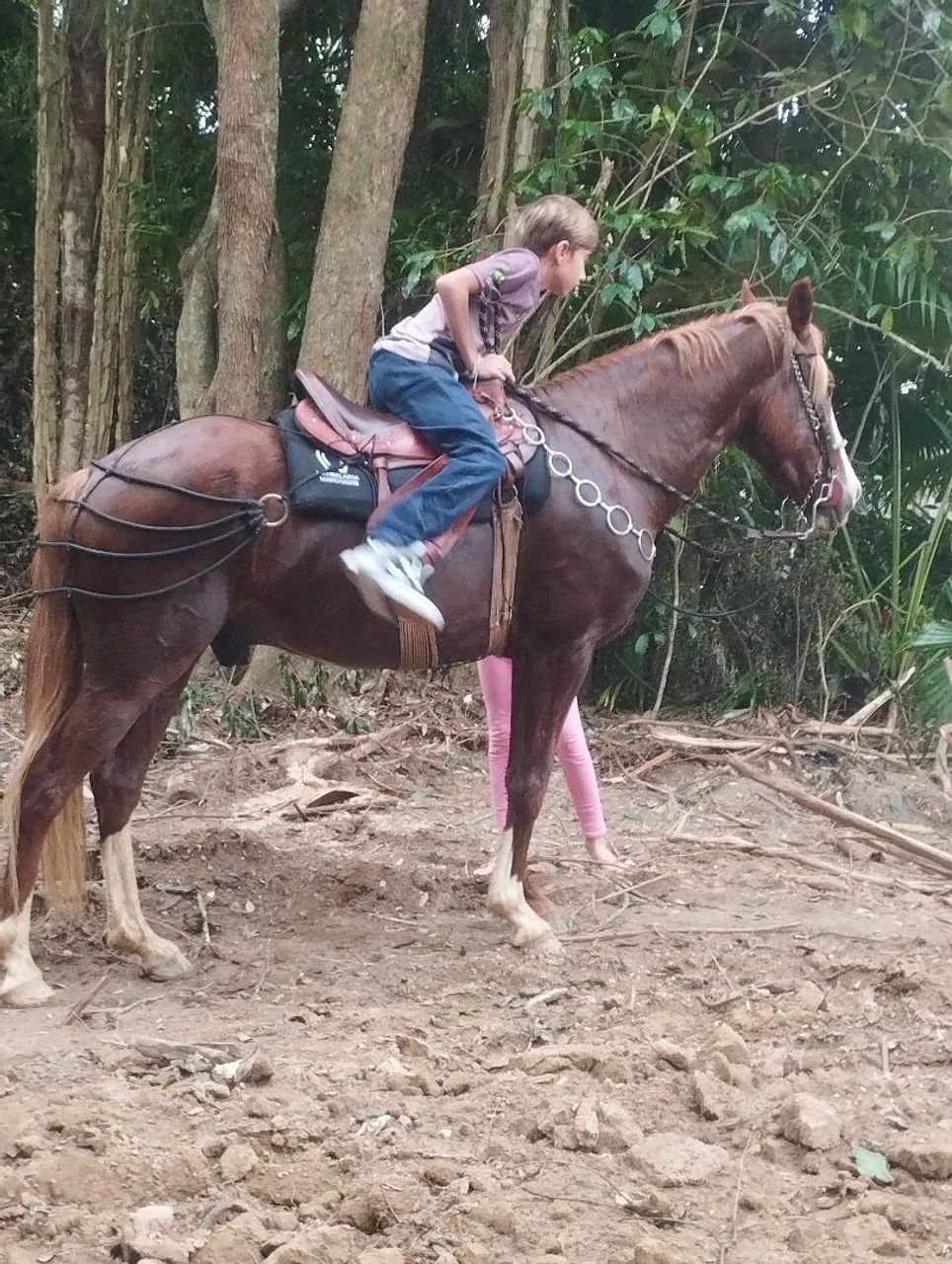 Mangalarga e jumenta pêga 