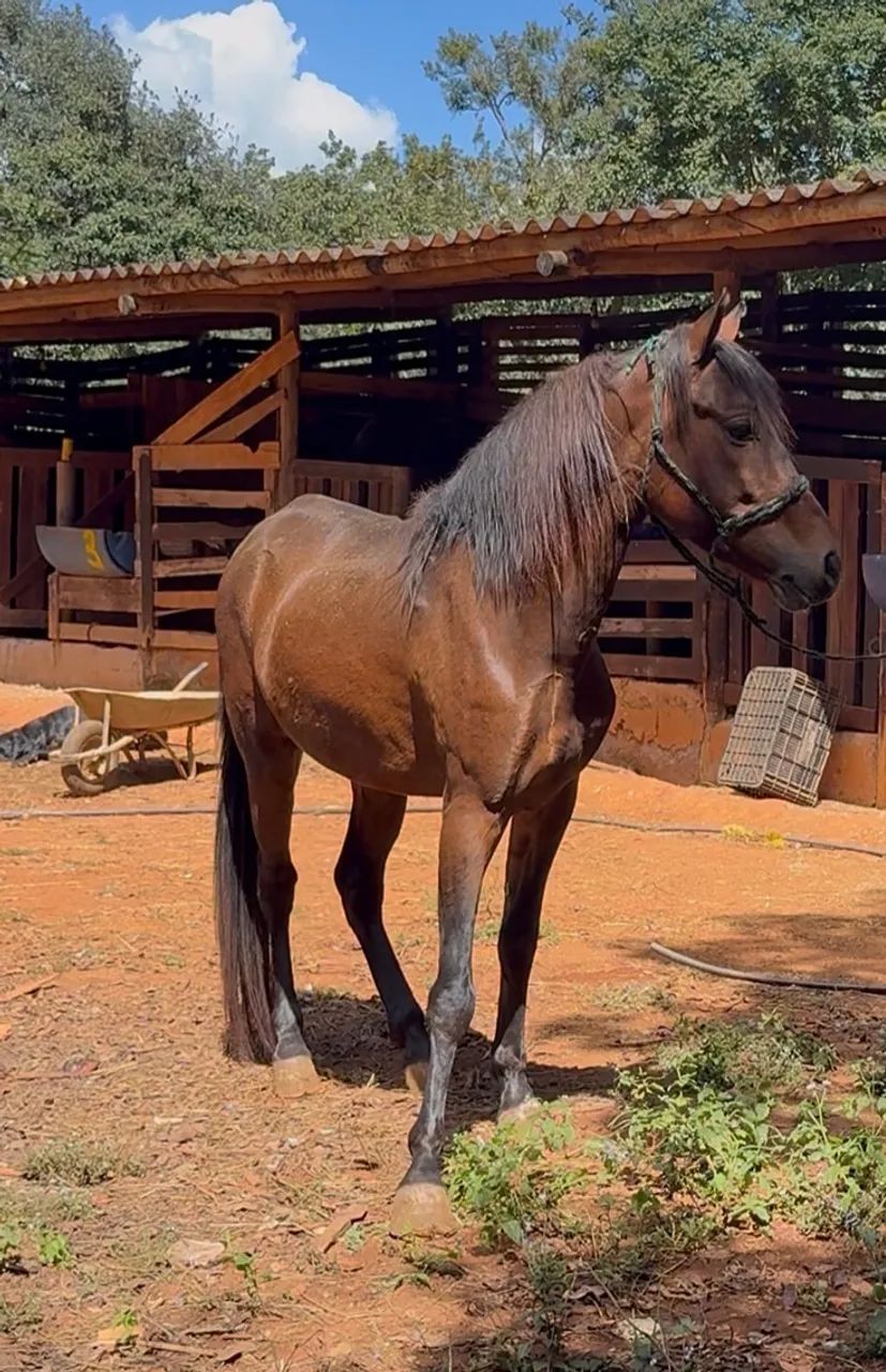 Cavalo mangalarga 
