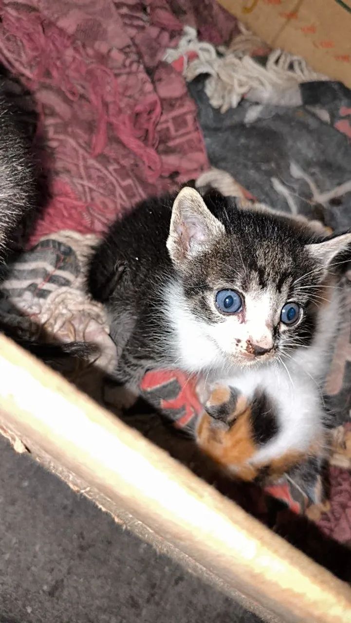 Doação de gatinhos