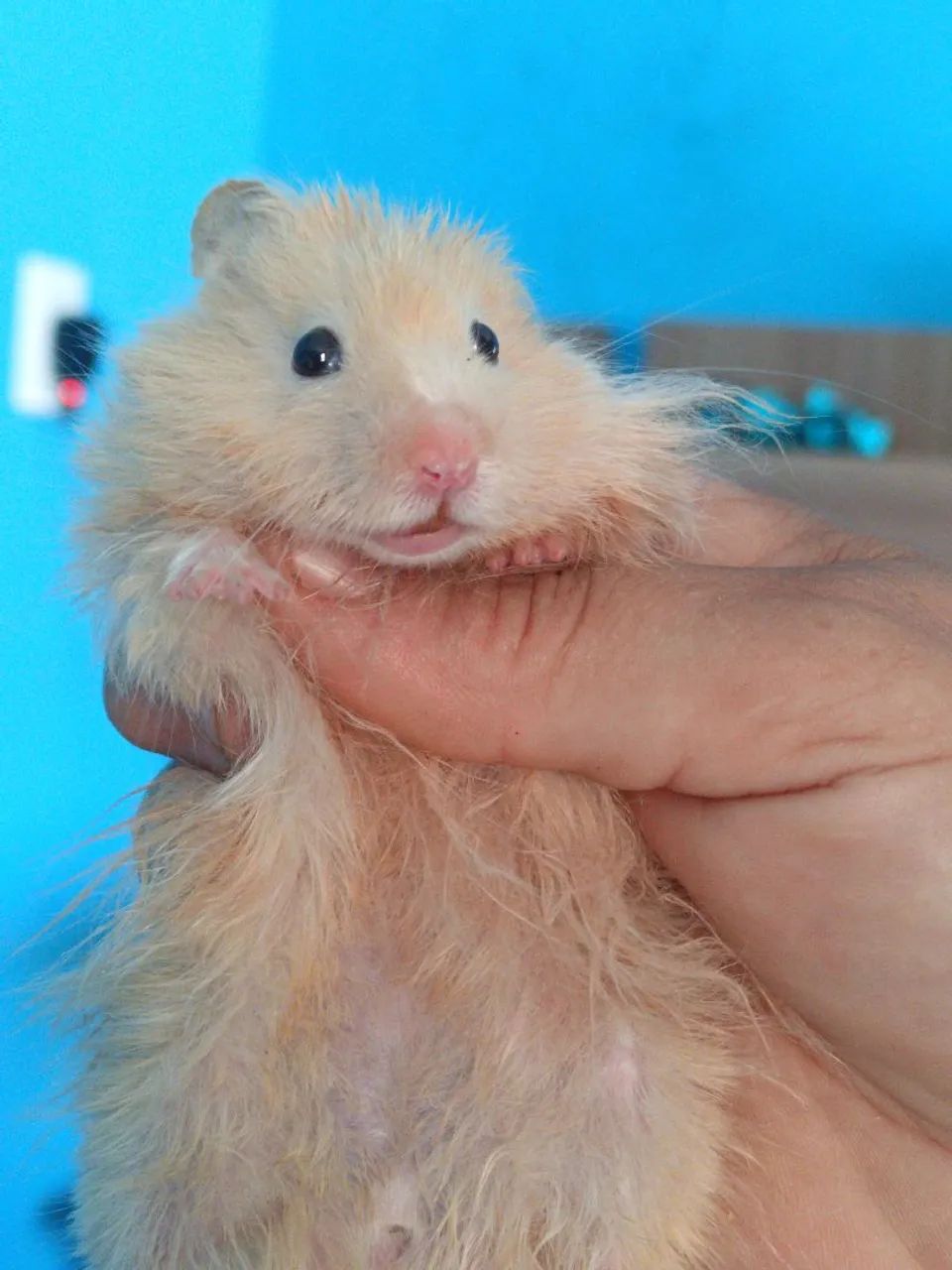 Hamster