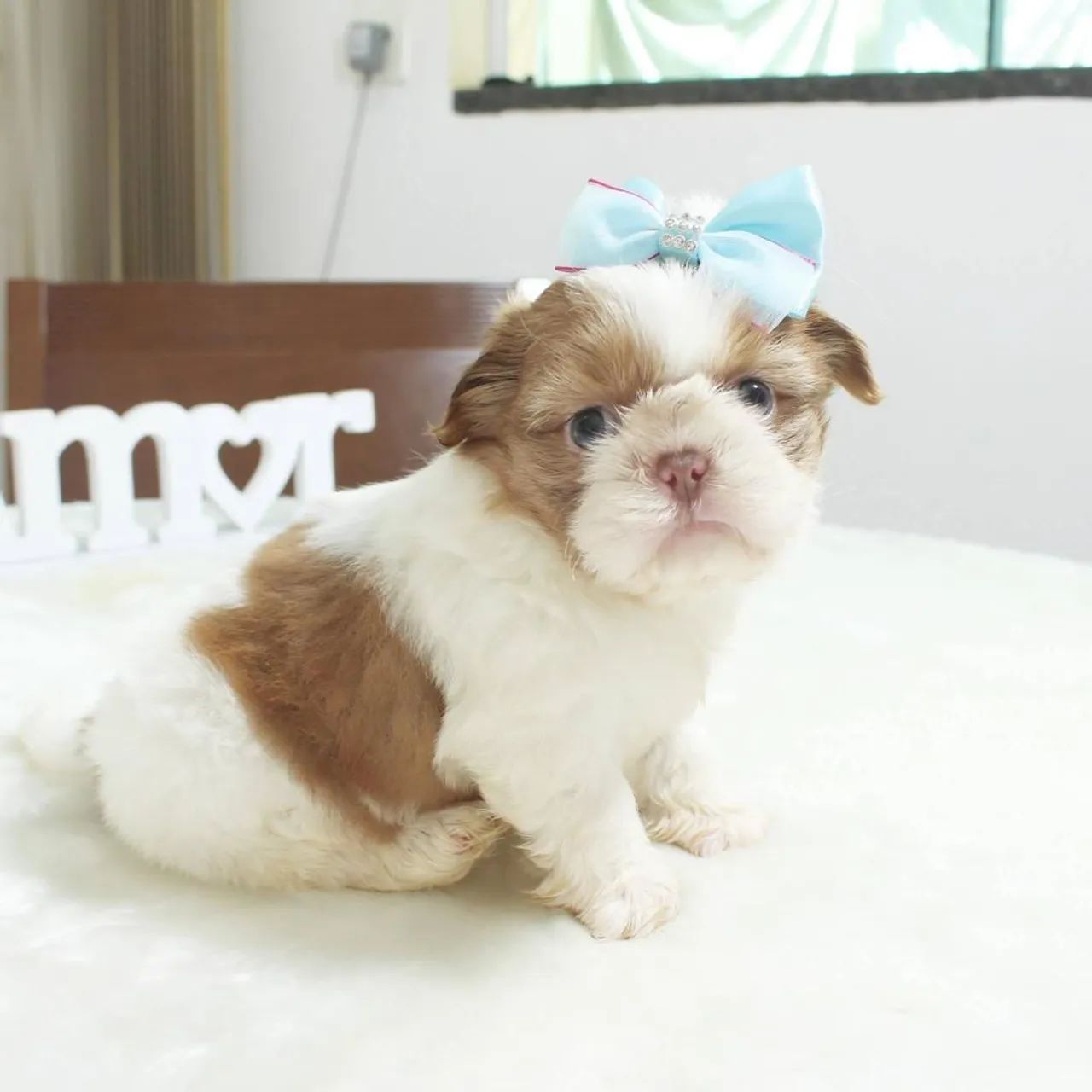 SHIHTZU mini e micro  - Foto 3