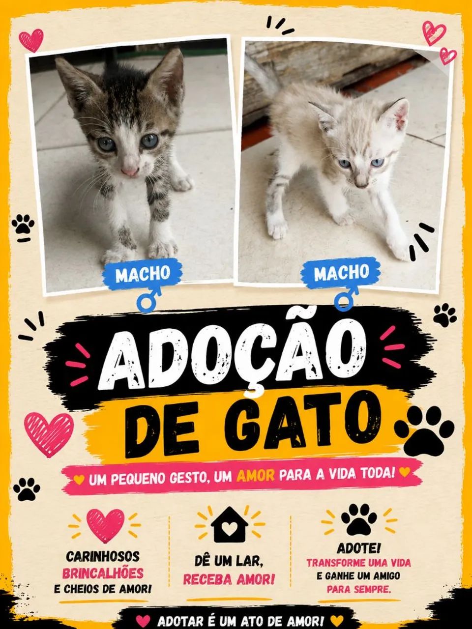 Adoção de gatos - Foto 2