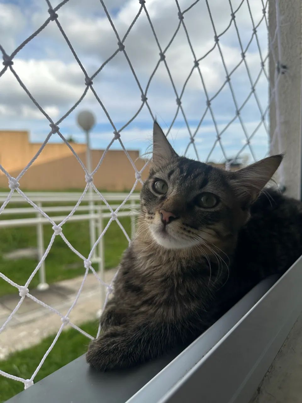 Gatos para doação  - Foto 5