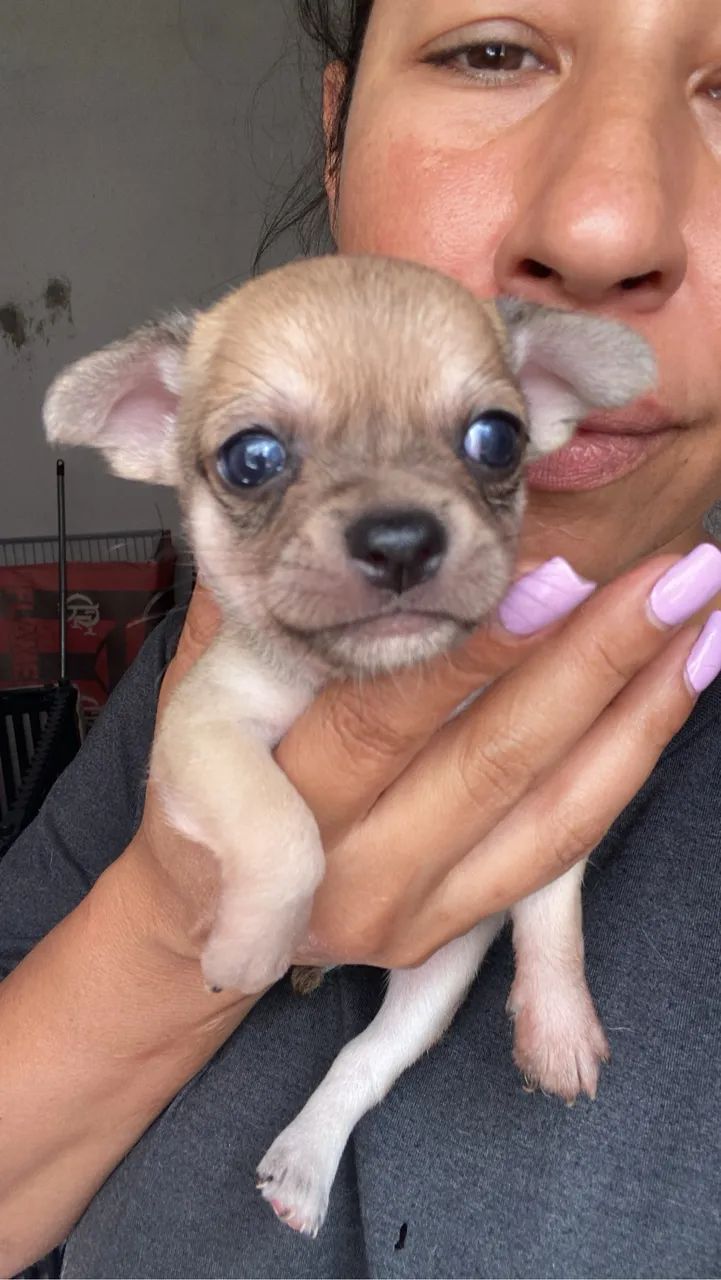 Chihuahuas - Foto 4