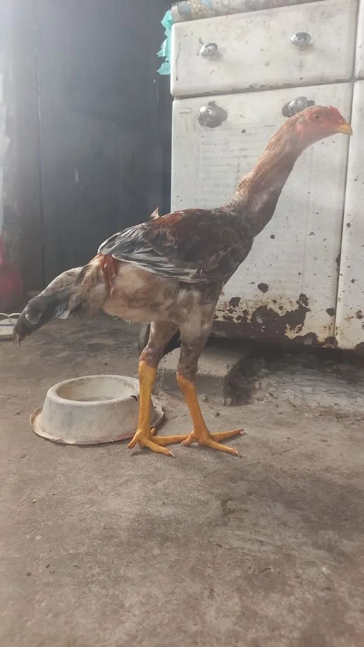 Frango Índio Gigante  - Foto 3