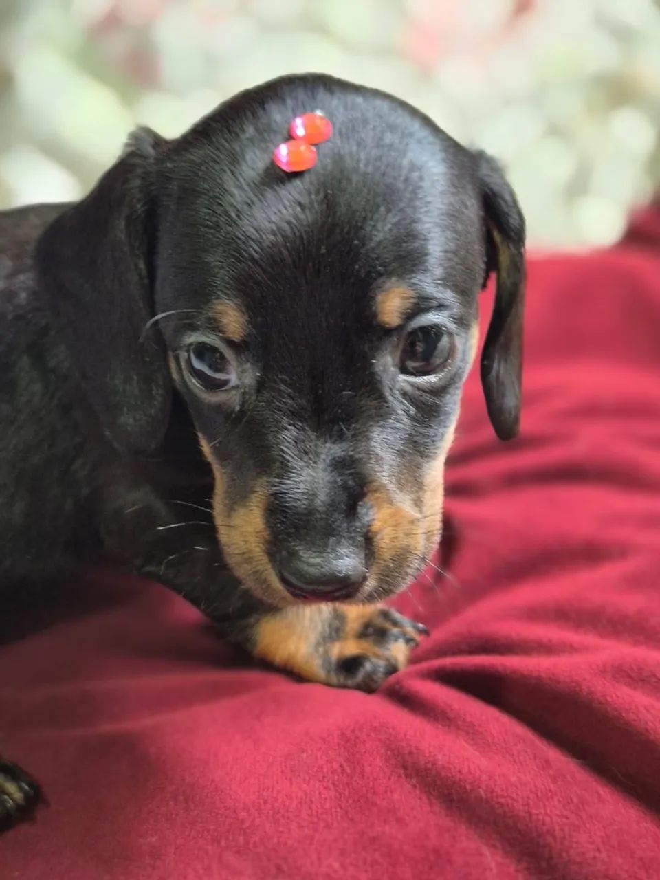 Dachshund (salsicha) - Foto 3