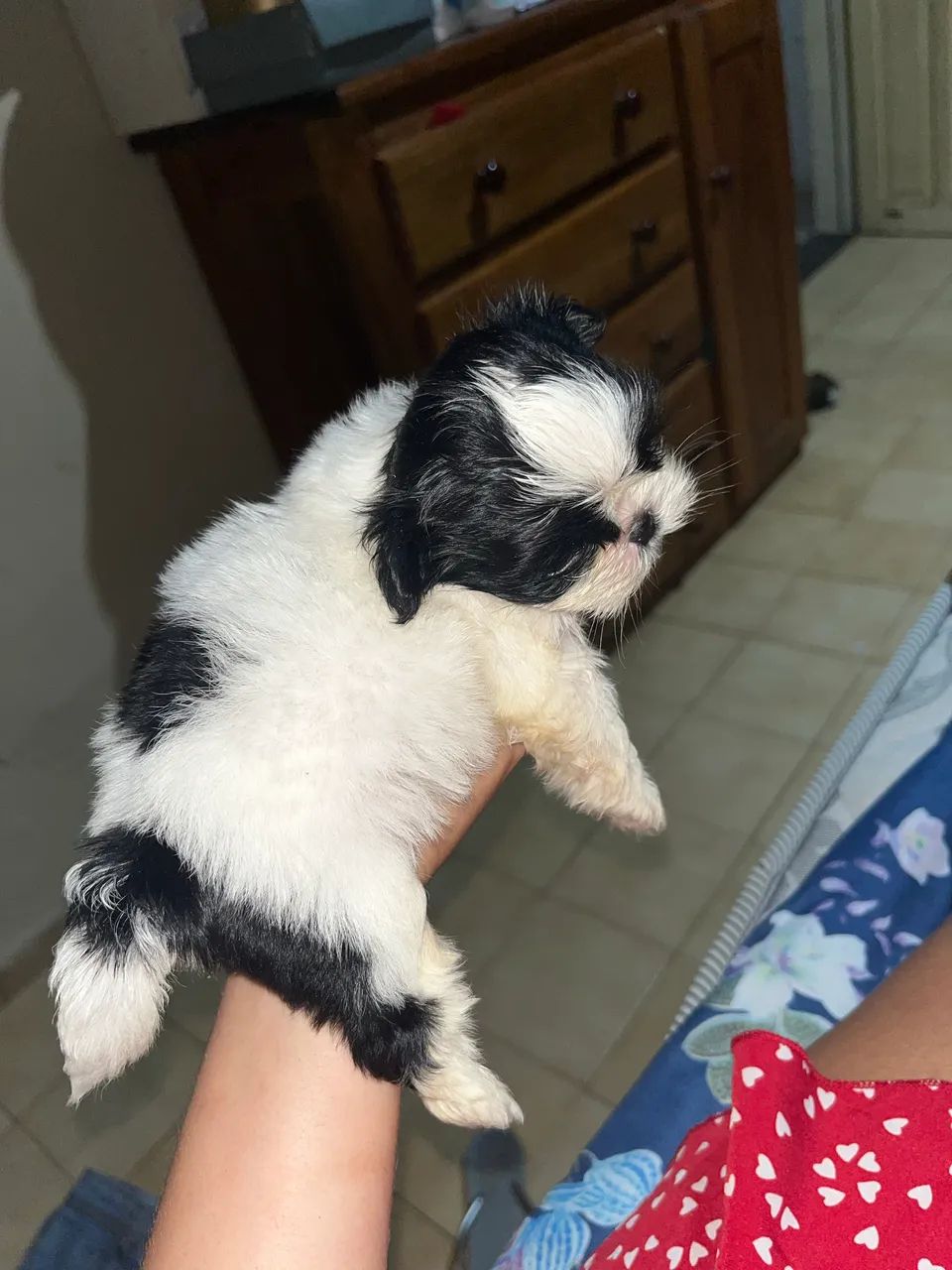 Shih Tzu Macho - Foto 3