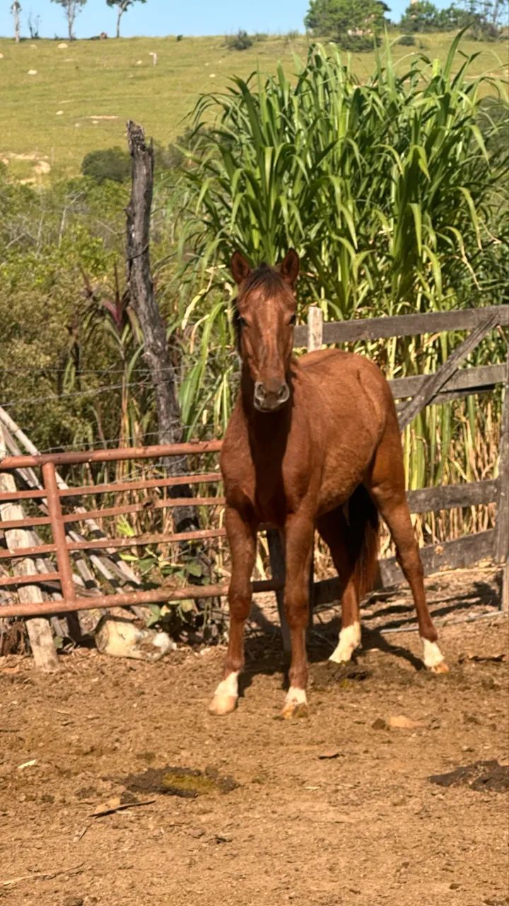 Vende-se! - Foto 4