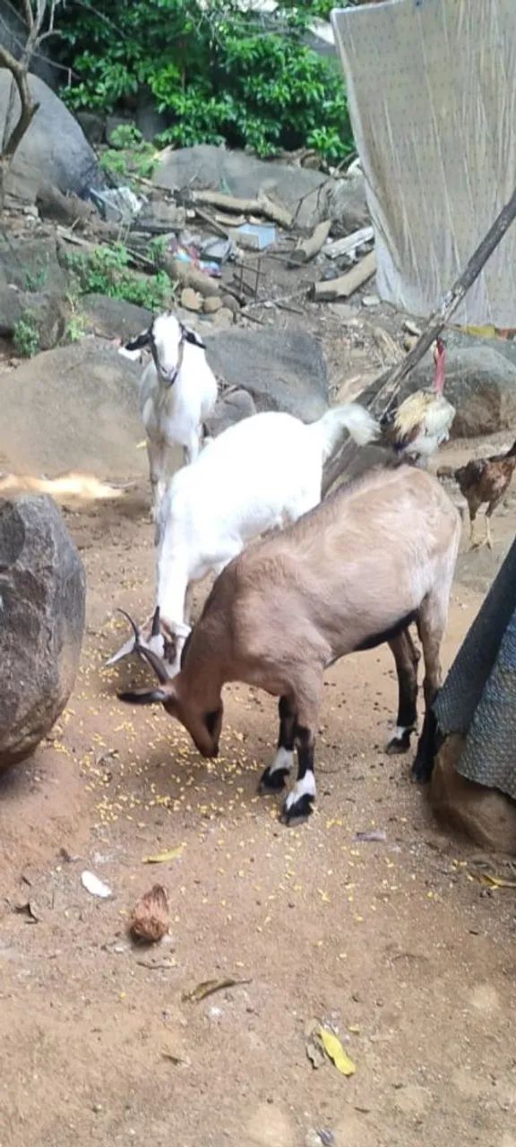 Cabras e bodes - Foto 3