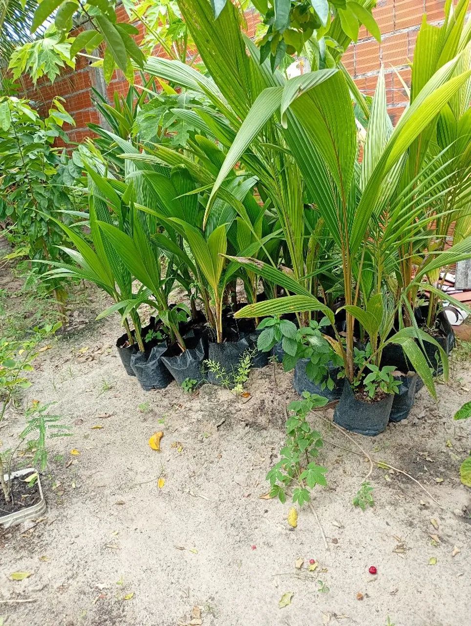vendo mudas de coqueiro bater $7 reais. ac 50 und.Aquiraz