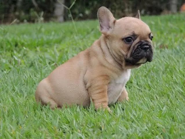 Buldogue francês 
