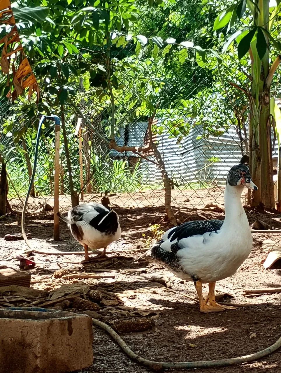 Vendo patos e ovos caipiras  - Foto 3