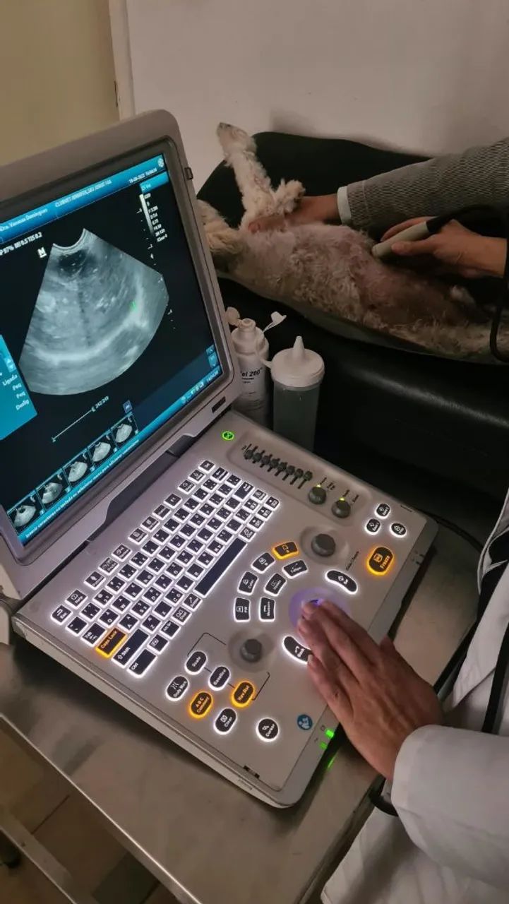 Atendimento veterinário de pequenos animais - Foto 4