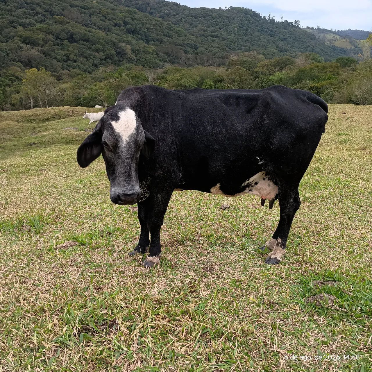 Vaca de leite  - Foto 4