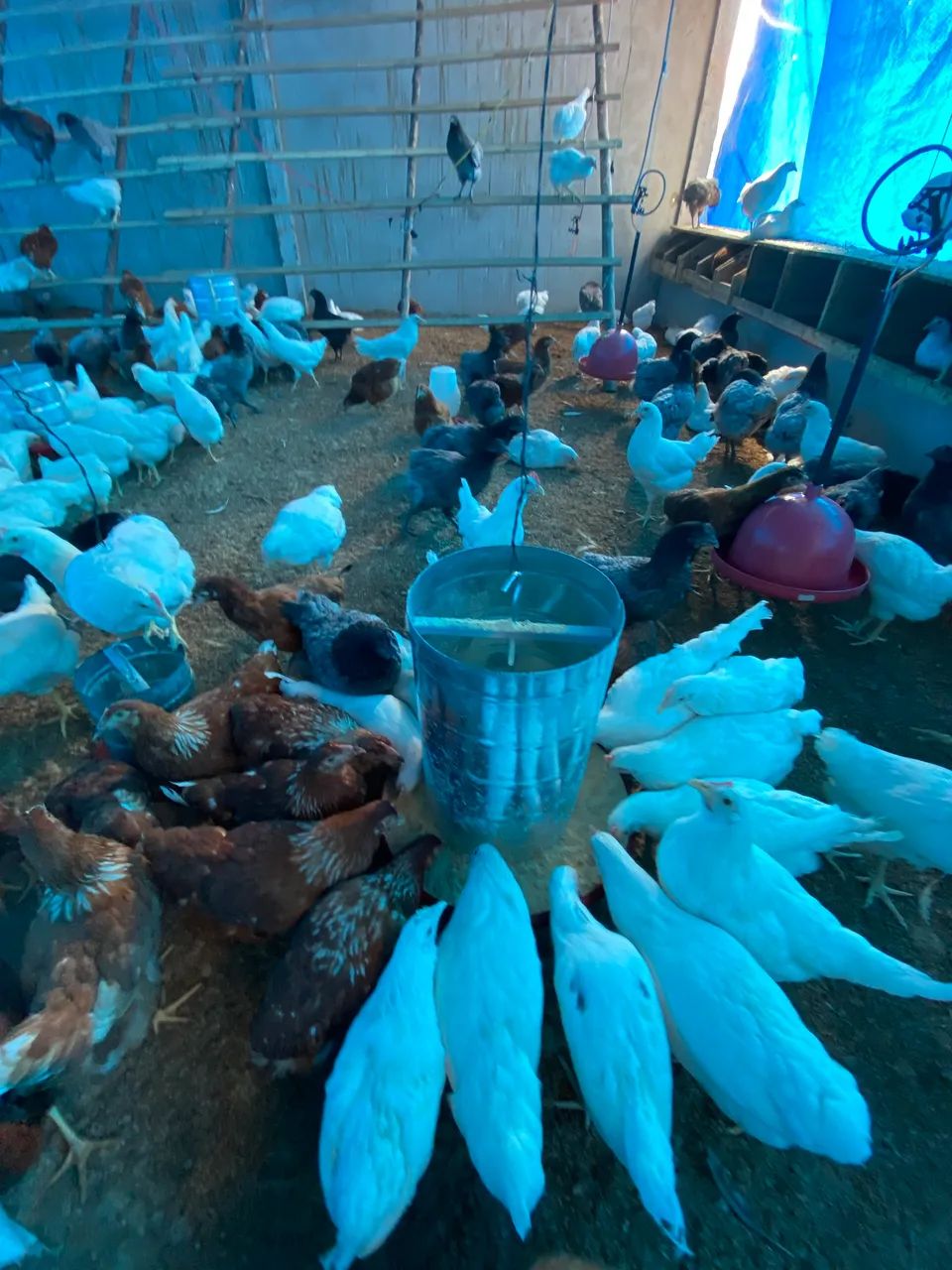 Cama de frango adubo natural 