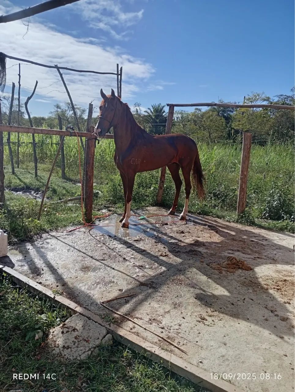 Garanhão manga larga a venda top de linha . - Foto 3