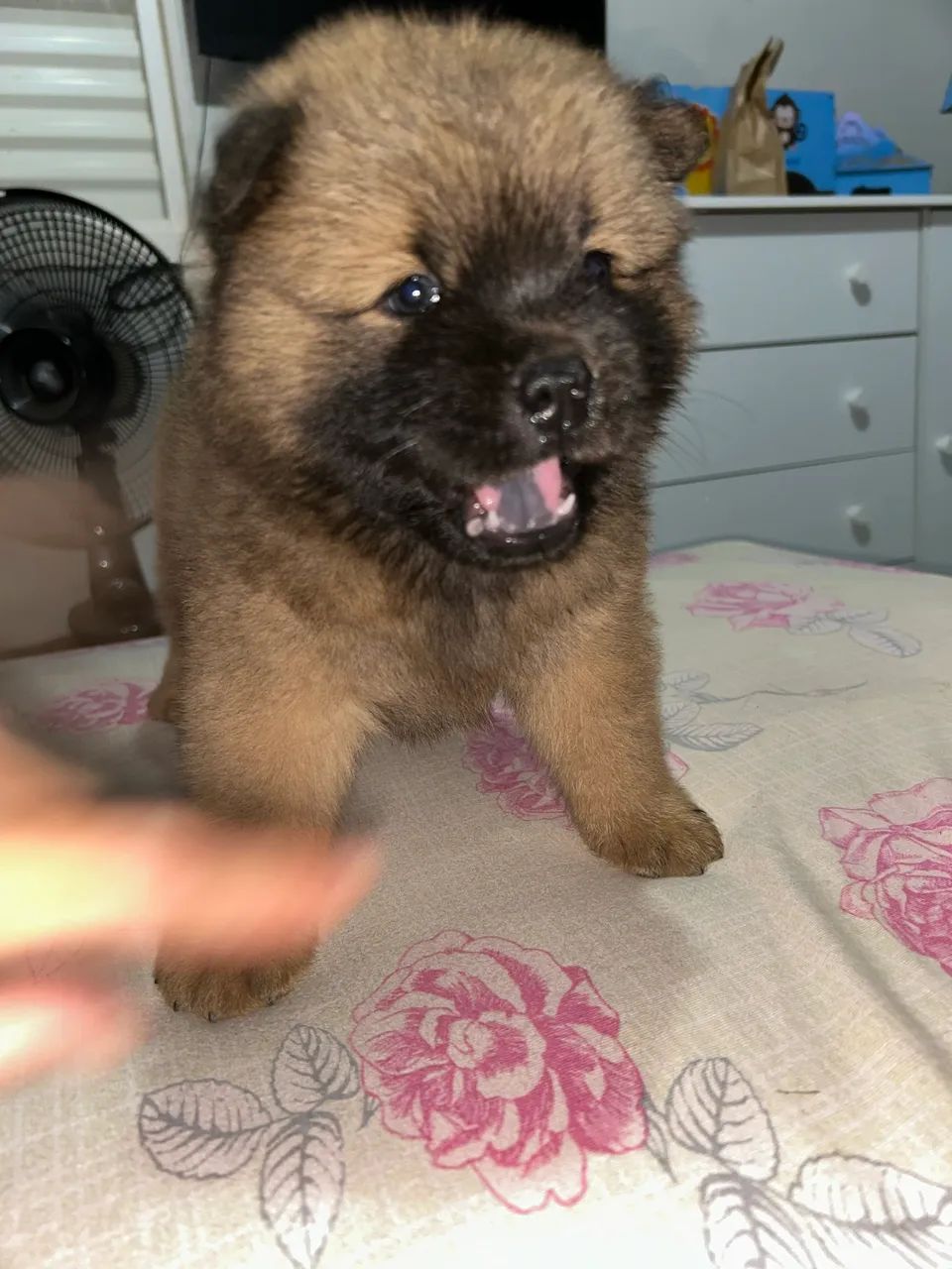 Chow chow  - Foto 2