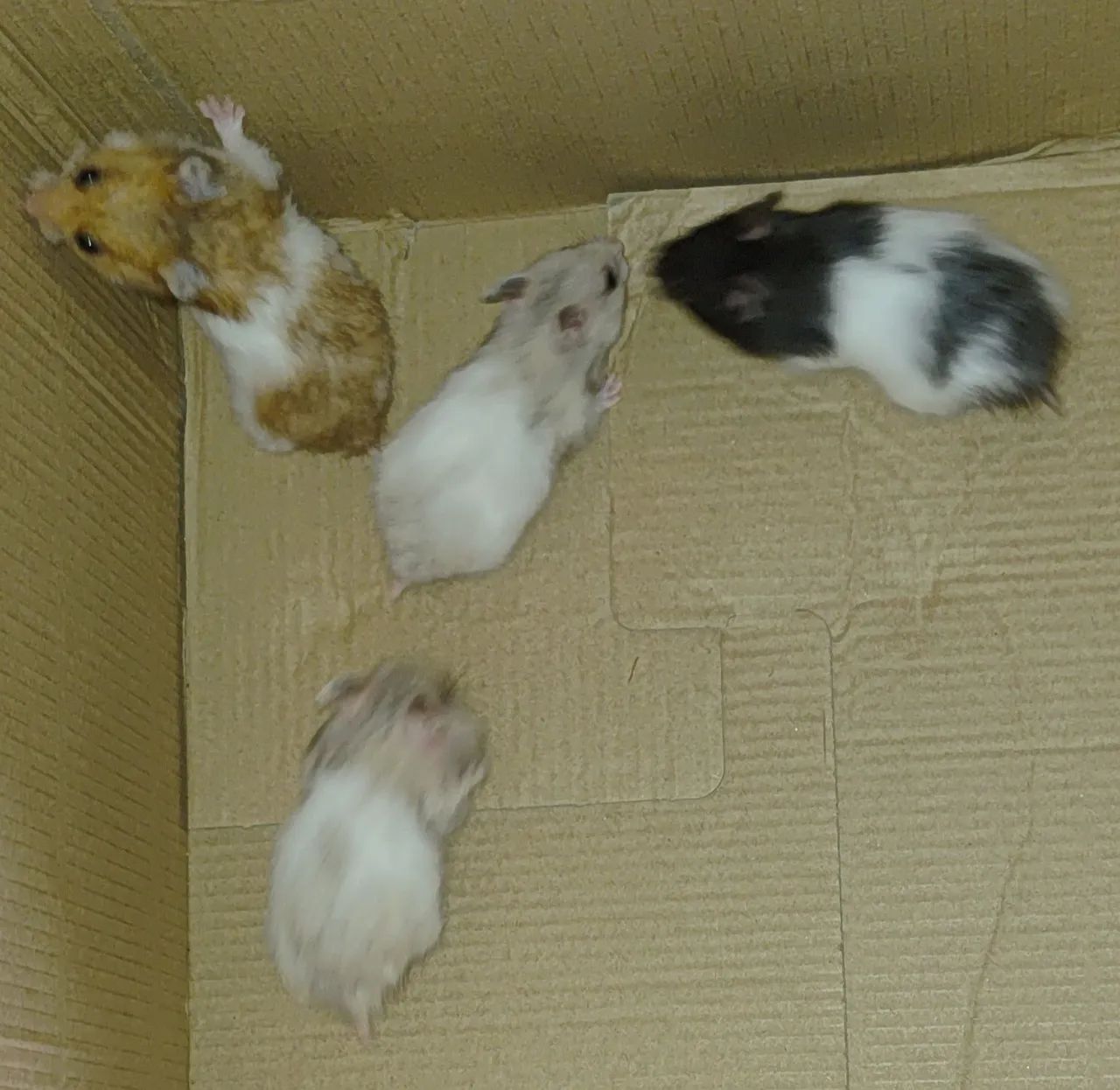 Hamster Sírio 