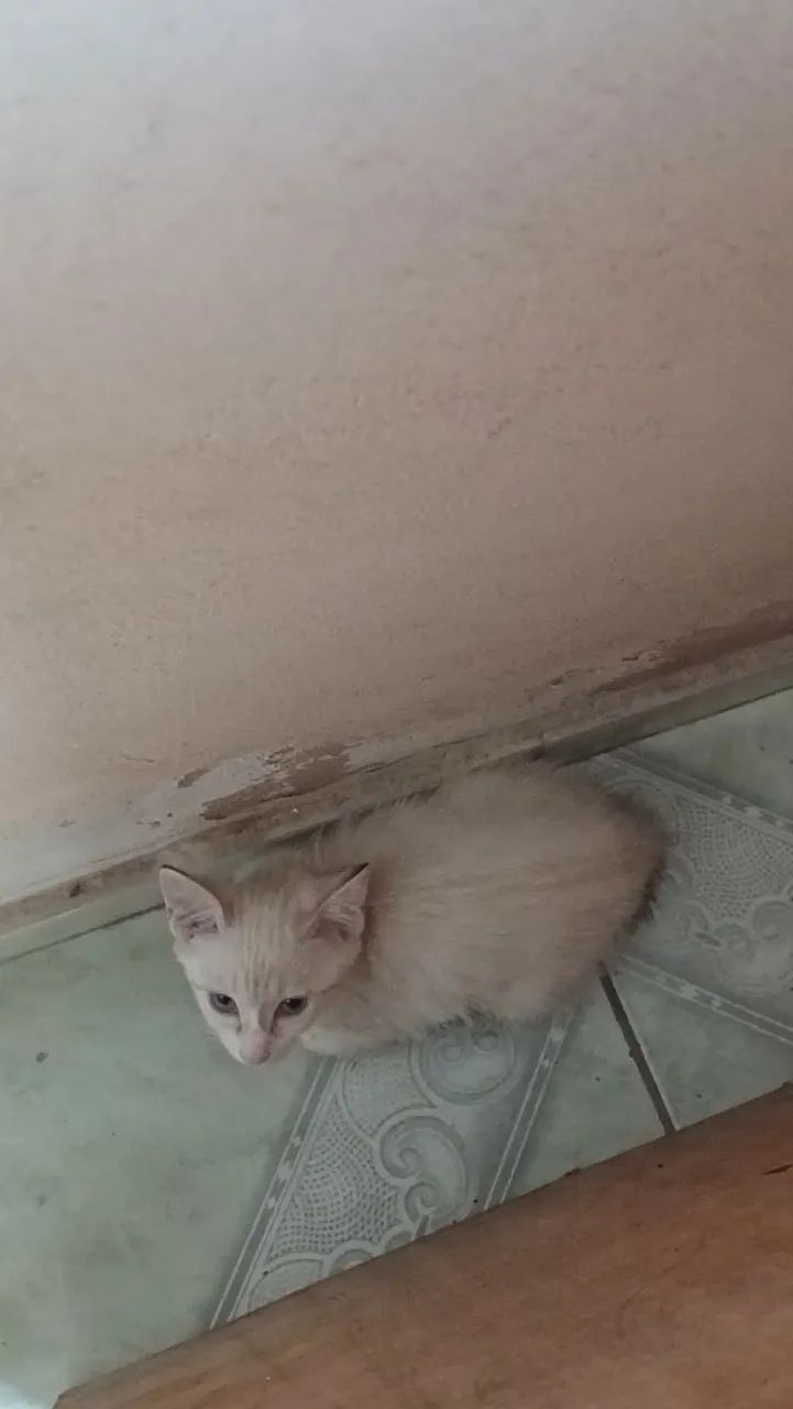 Doa-se gatinha - Foto 4