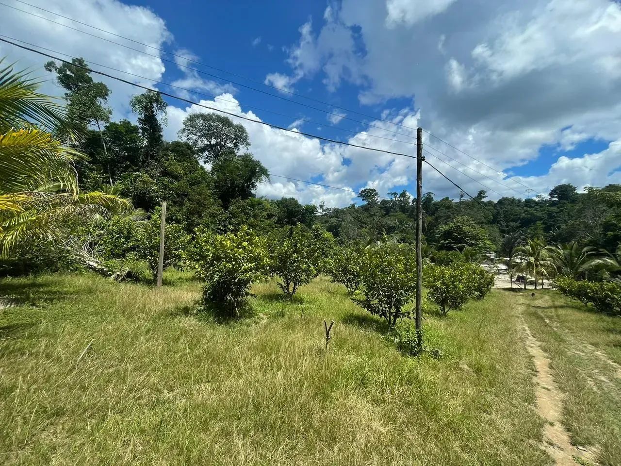 Sítio no Pau Rosa, excelente oportunidade!! - Foto 3