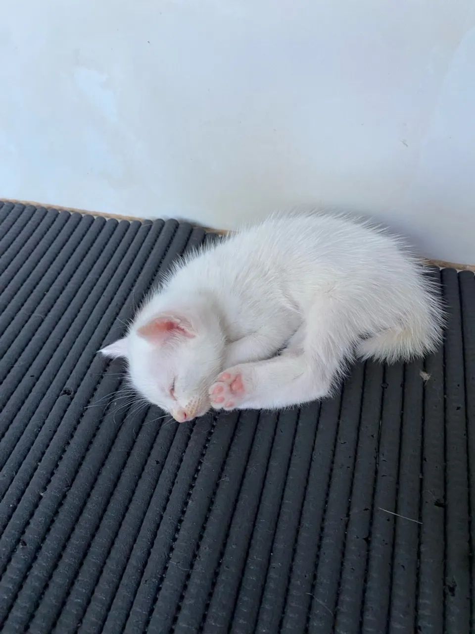 Gatinhos para adoção  - Foto 2