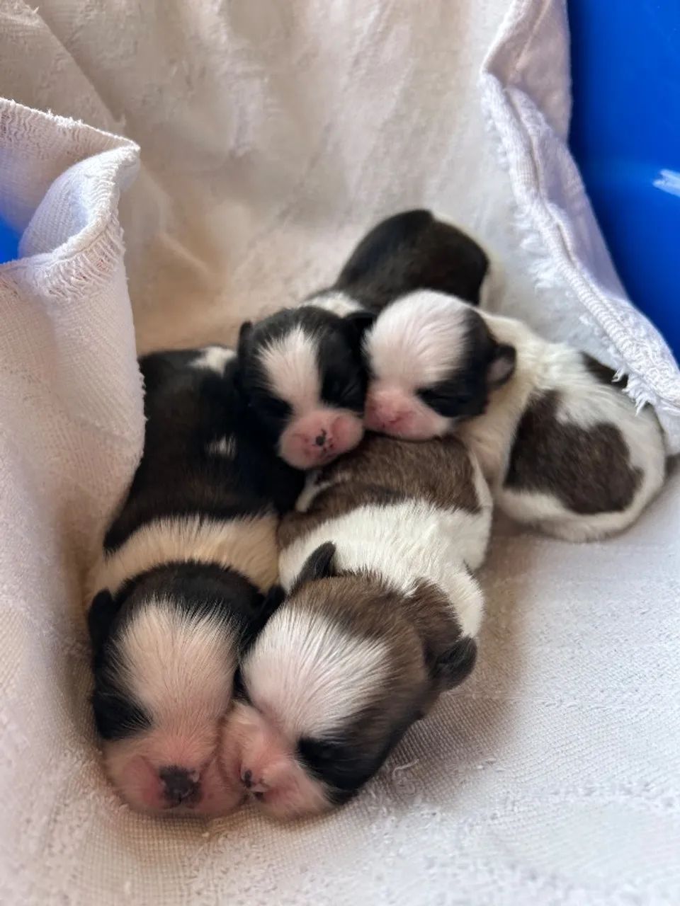 Shihtzu  - Foto 2