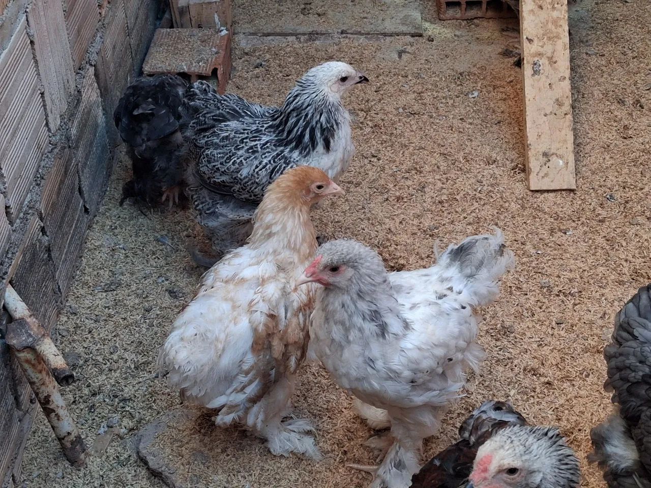 Galinhas brahma frangas e frangos - Foto 3